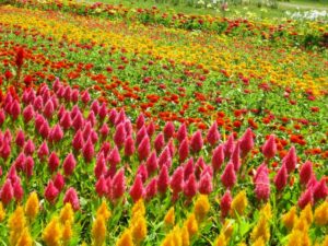 ケイトウの育て方と増やし方 夏の炎天下でも花が咲き続けます