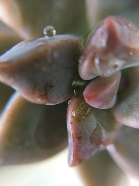 ブロンズ姫は地植えでも大丈夫 育て方と増やし方も解説します