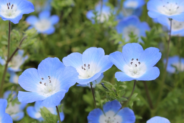 ネモフィラの植木鉢での育て方と増やし方 伸びすぎたらどうする