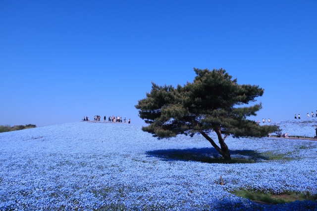 ネモフィラの植木鉢での育て方と増やし方!伸びすぎたらどうする?2