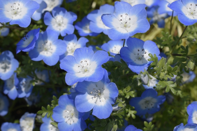 ネモフィラの植木鉢での育て方と増やし方!伸びすぎたらどうする?5