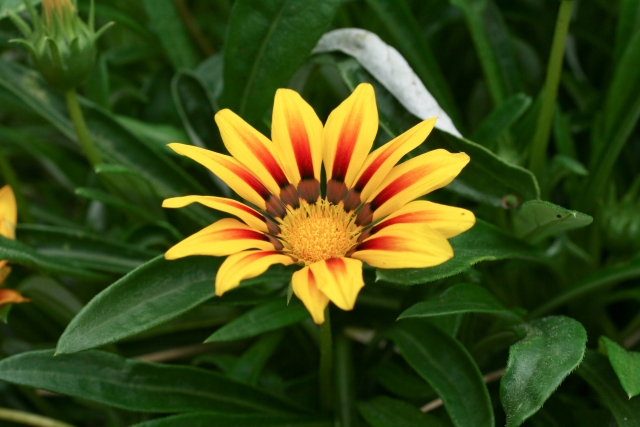 ガザニアの花が咲かない原因は?育て方や株分けでの増やし方も紹介!6