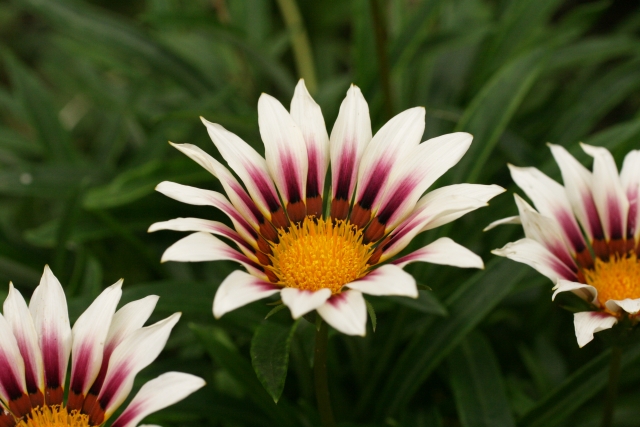 ガザニアの花が咲かない原因は 育て方や株分けでの増やし方も紹介